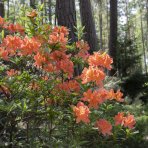 Azalka veľkokvetá (Azalea Mollis) ´PINOCCHIO´ - výška 40-60 cm, kont. C3L